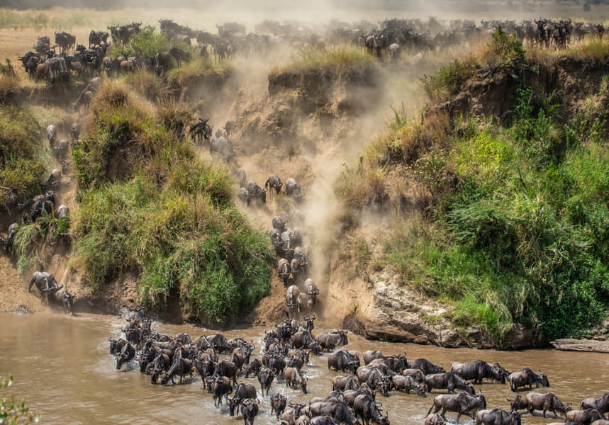 Full Day Game Drive at Masai Mara National Reserve Image