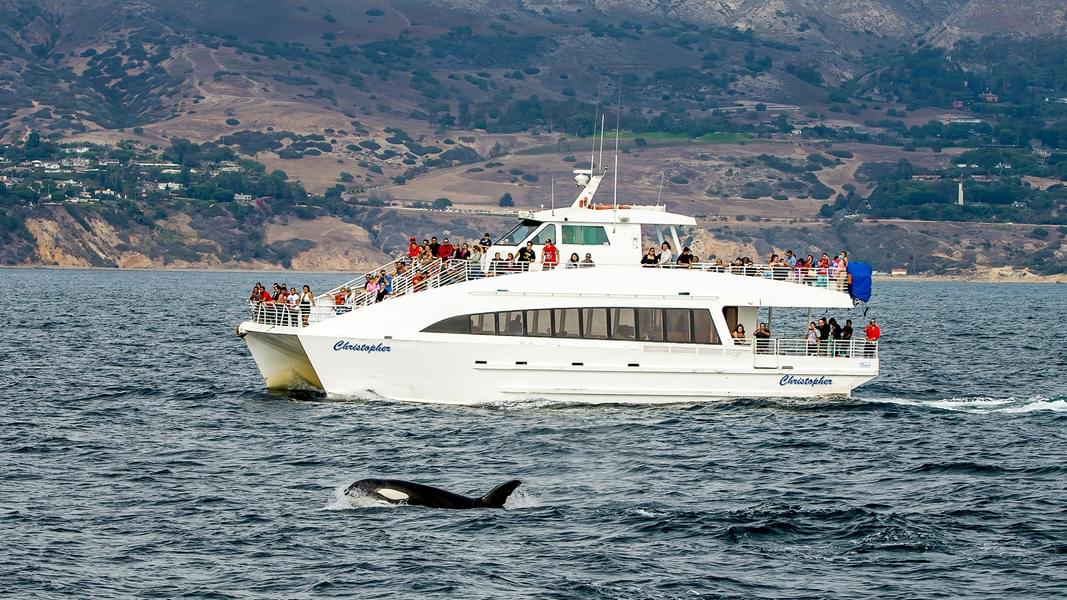 Whale Watching Los Angeles Image