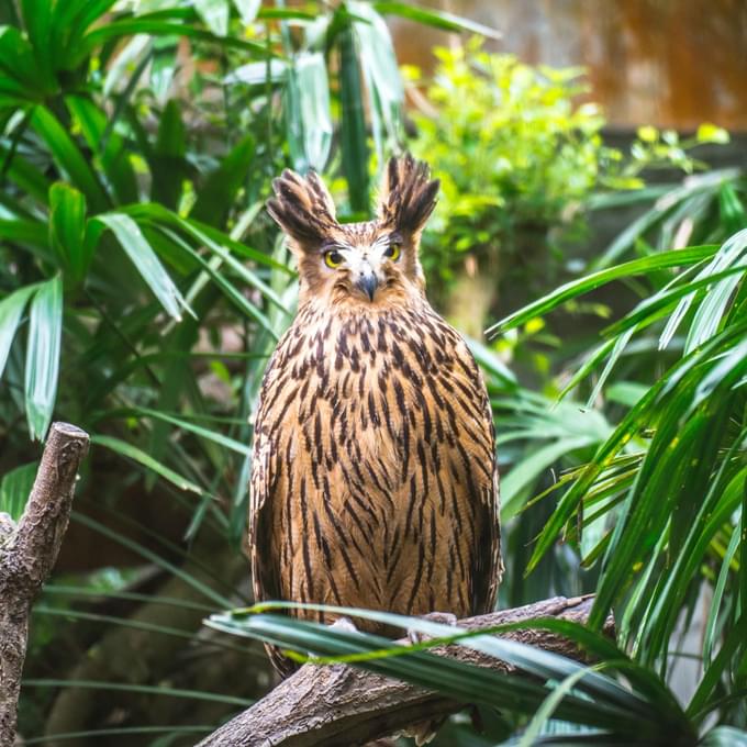 Owls in Taipei Zoo