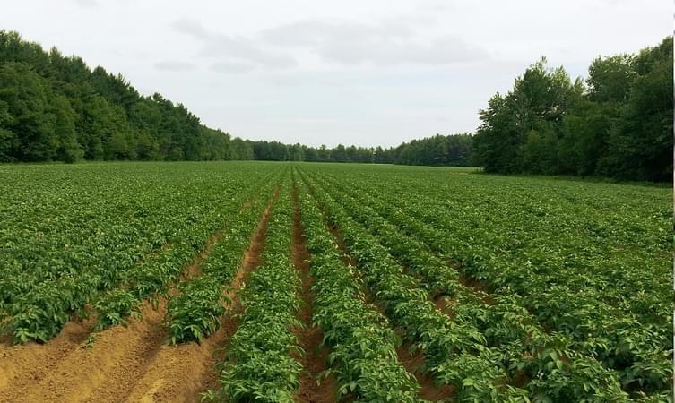 Potato Farm