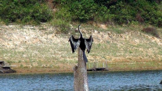 Watch Vibrant Birds In Action