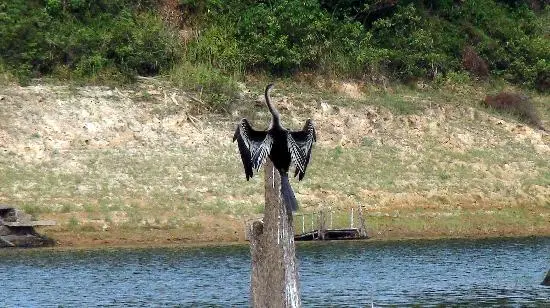 Watch Vibrant Birds In Action