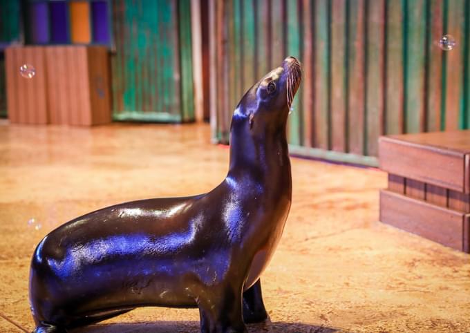 sealion.jpg