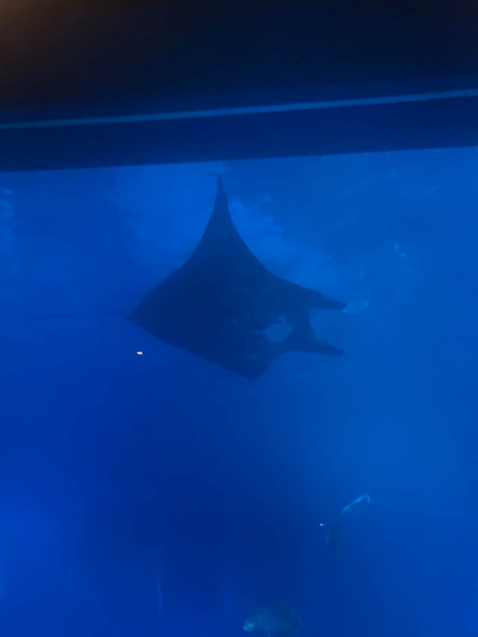 Photo from Sarah Dunne's trip