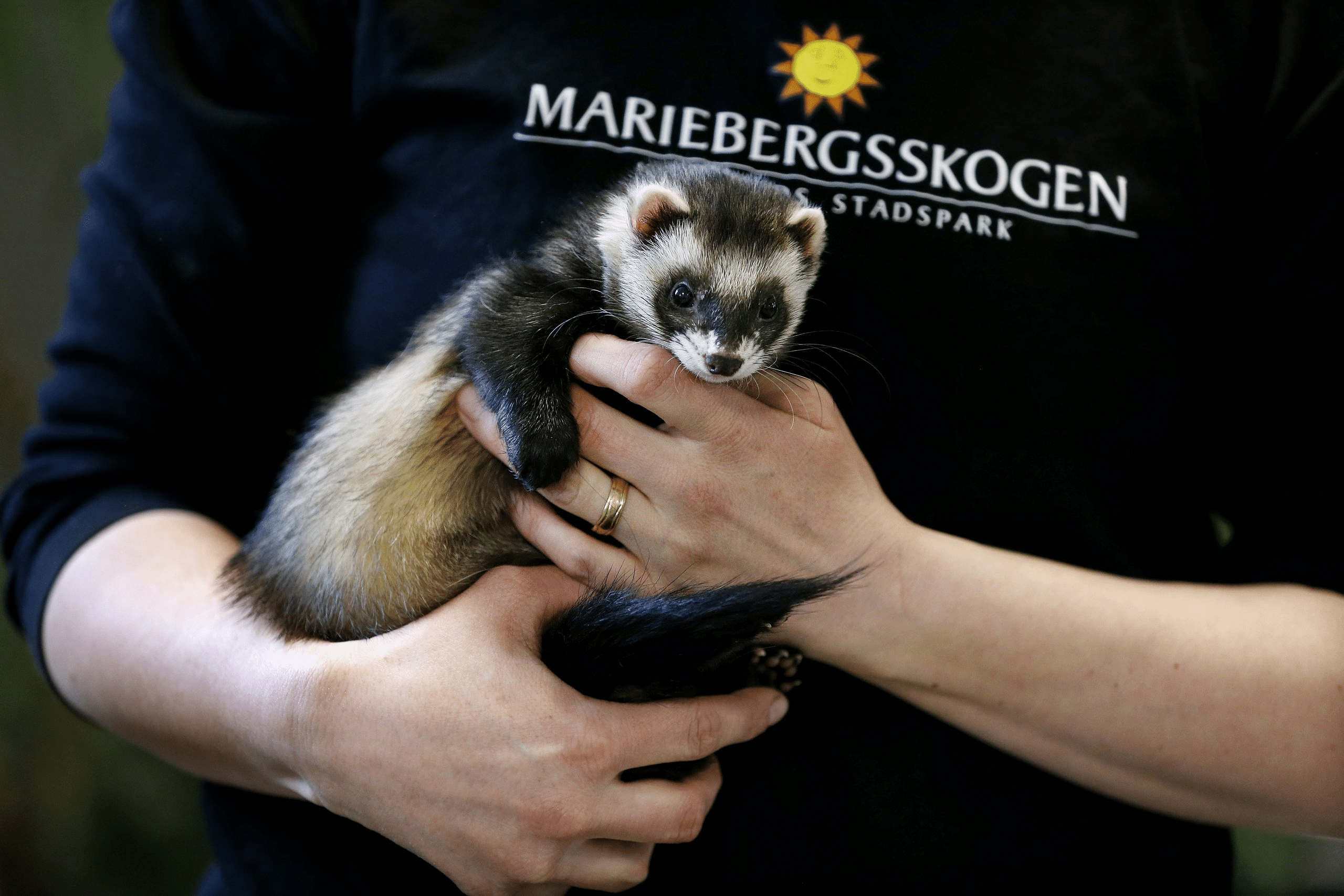 Visit the Lillskogen Zoo