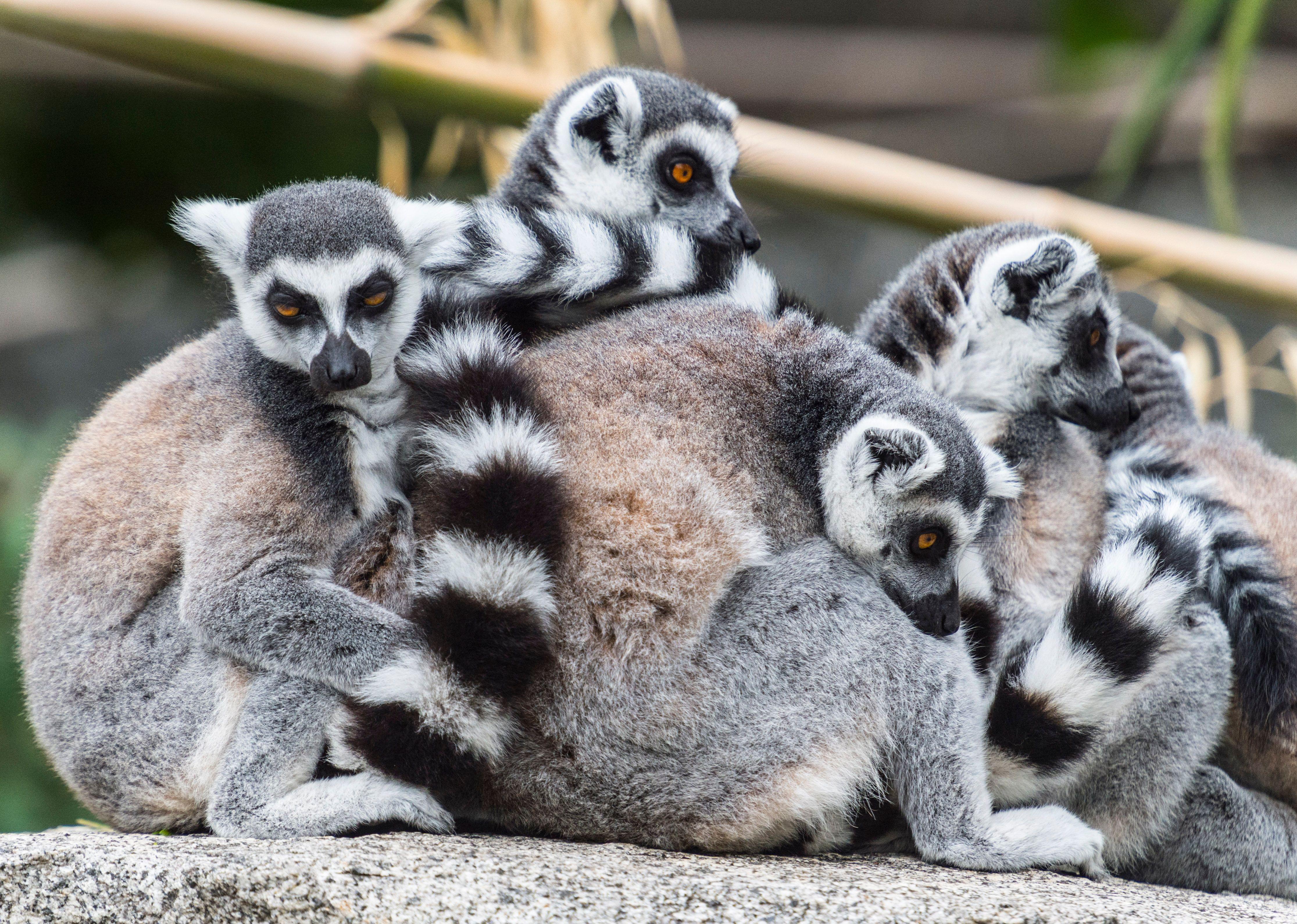 Melbourne Zoo