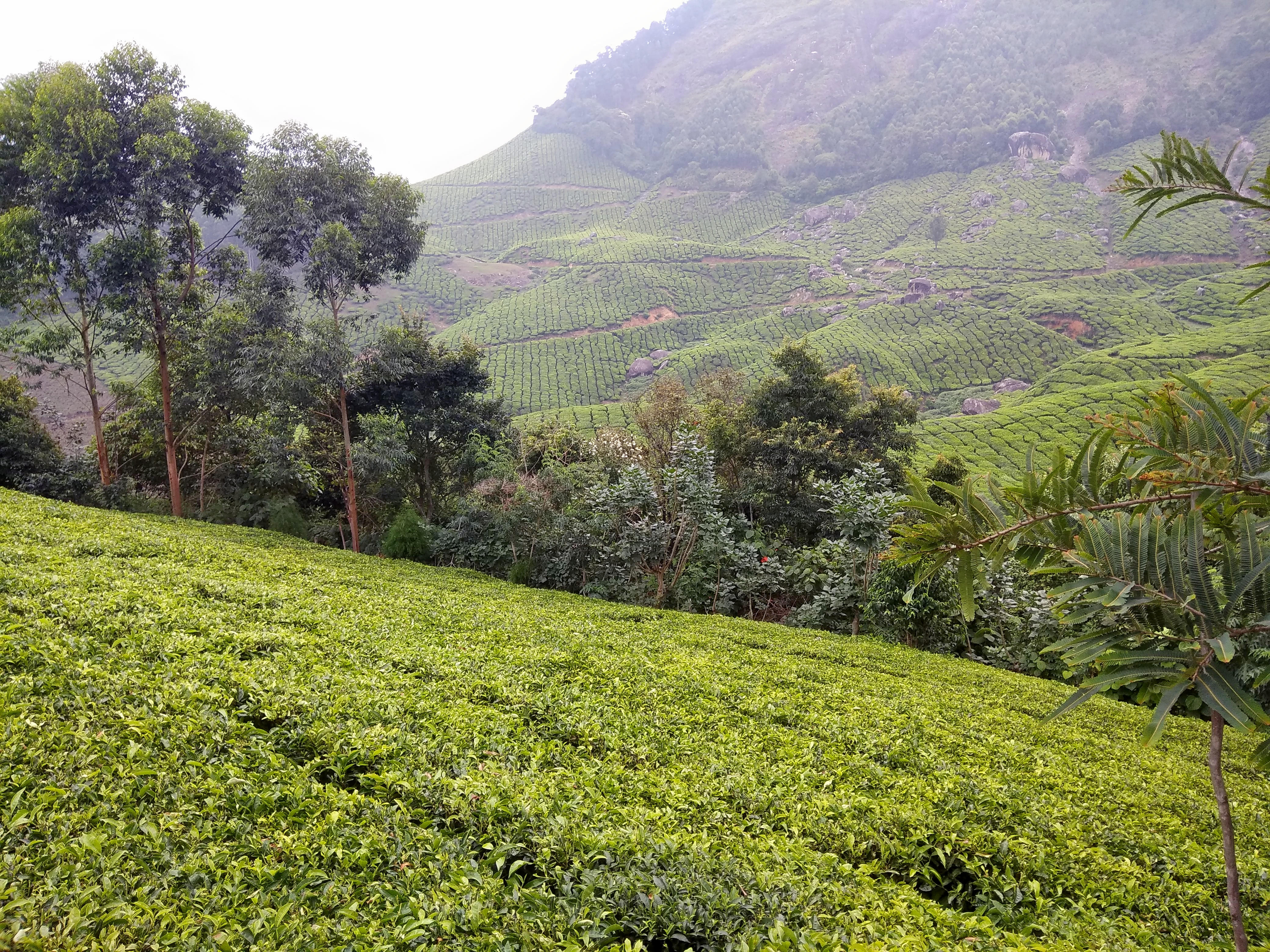 Kolukkumalai Tea Estate Walk