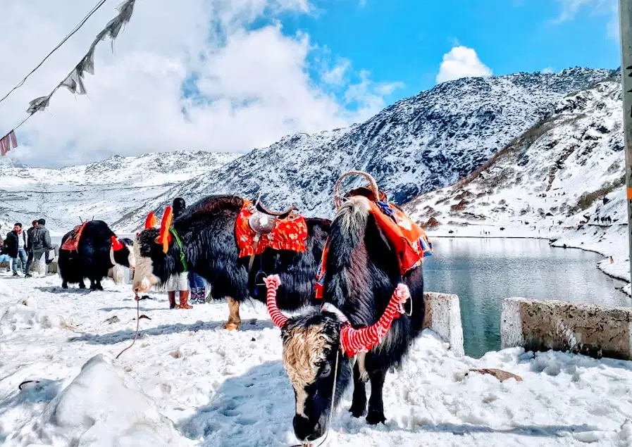 Budget tour of Gangtok | FREE Yak Ride