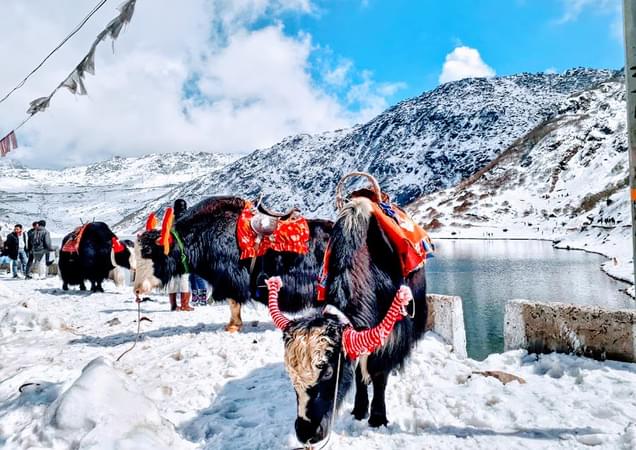 Yak rides at Tsomgo Lake 