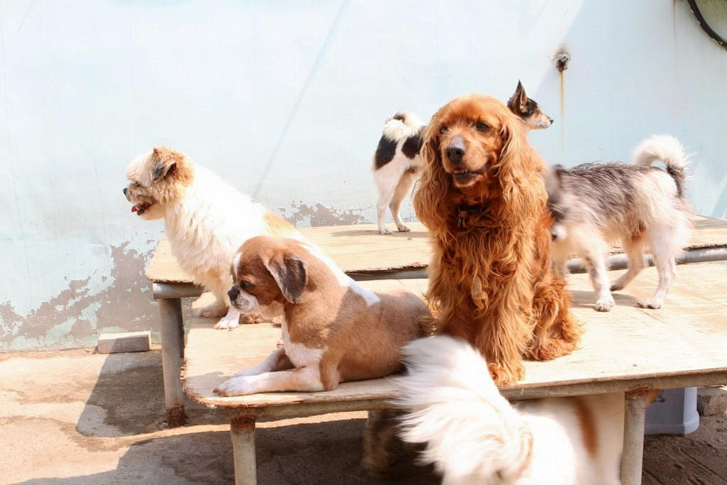 Pet Station