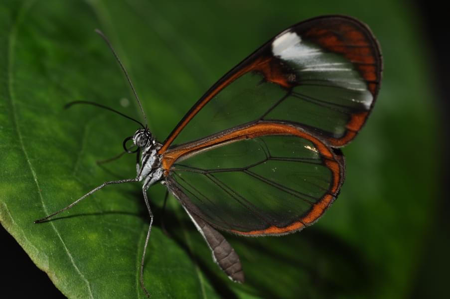 See the gorgeous Tropical Butterfly 