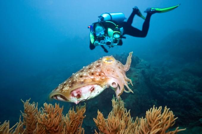 John Pennekamp Coral Reef State Park.jpg
