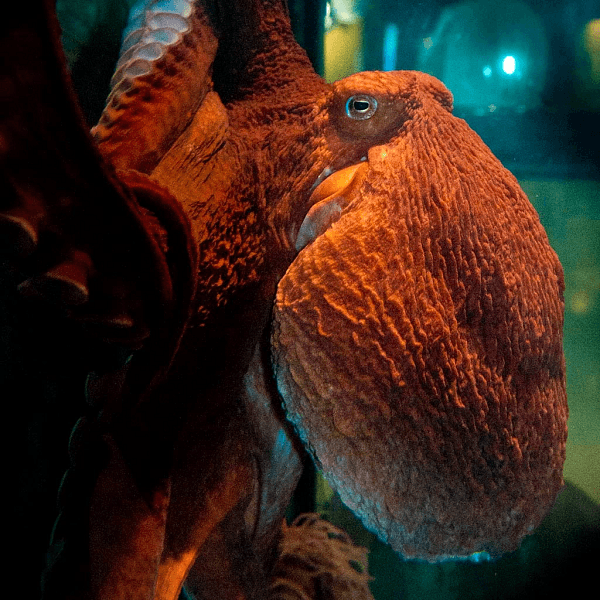 Treasures of The BC Coast