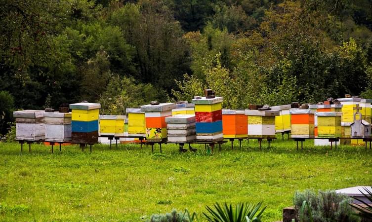 Bee Farm Thekkady