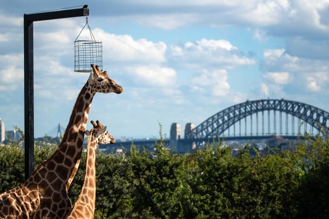 Taronga Zoo Sydney Tickets