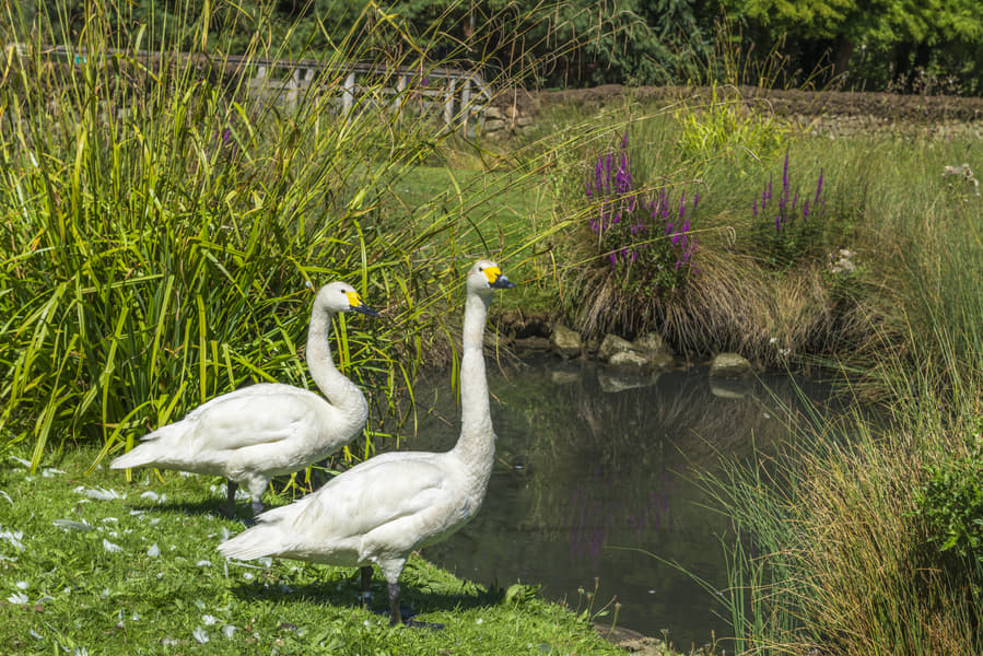 WWT London Wetland Centre Tickets Image