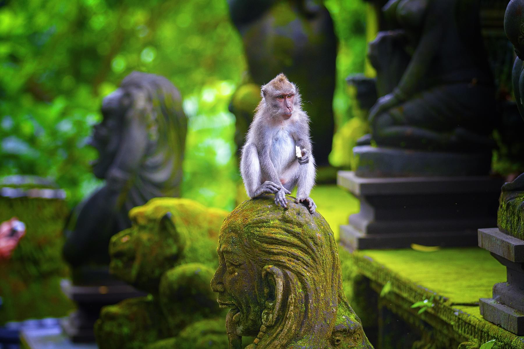 Witness Balinese long-tailed macaque