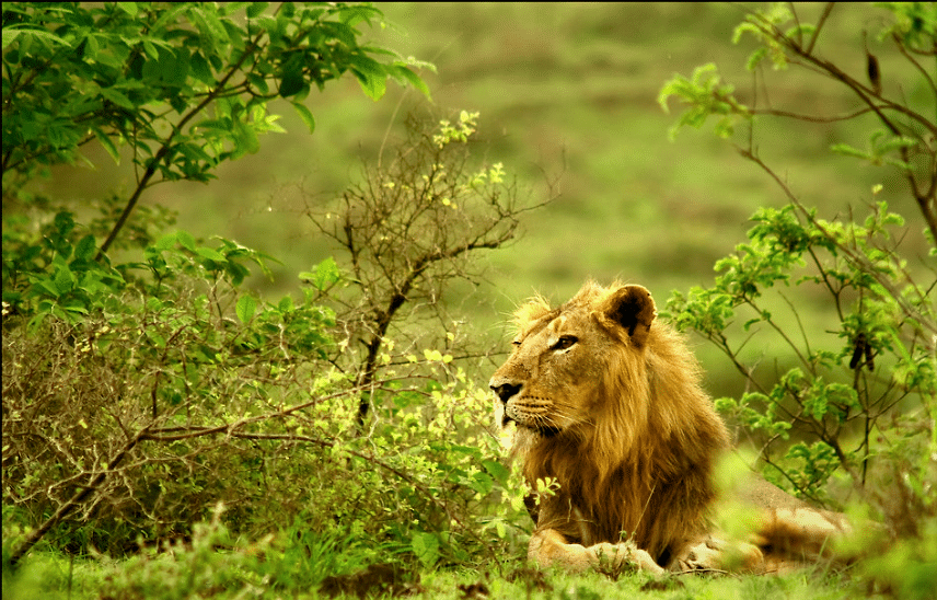 Birds of Gir National Park Gujarat