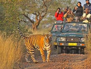 Ranthambore Jeep Safari