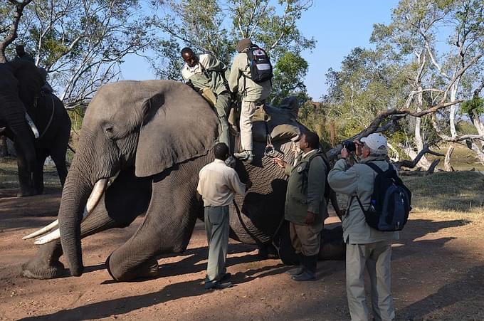 Elephant Back Safari