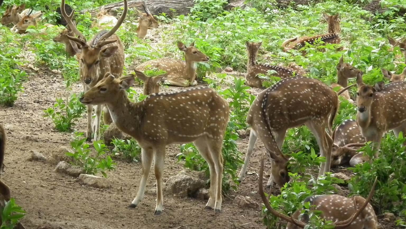 Nehru Zoological Park, <em>Hyderabad</em>