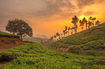 Sunset views of Munnar Hills, Kerala