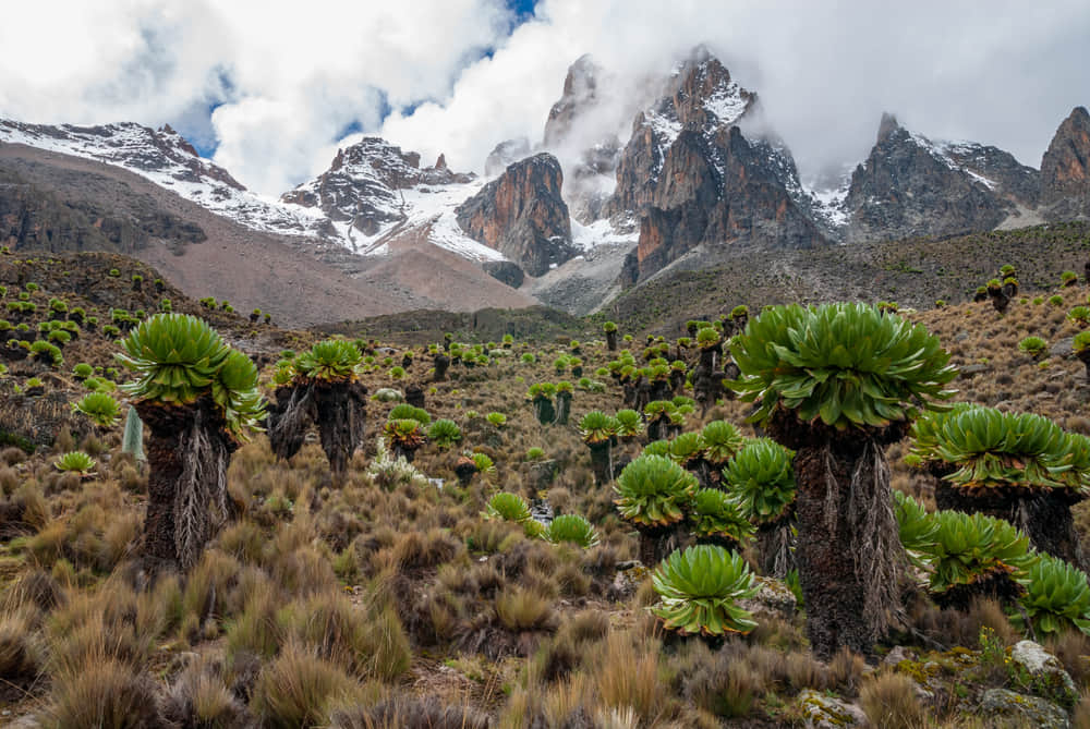 Visit Mount Kenya for Trekking