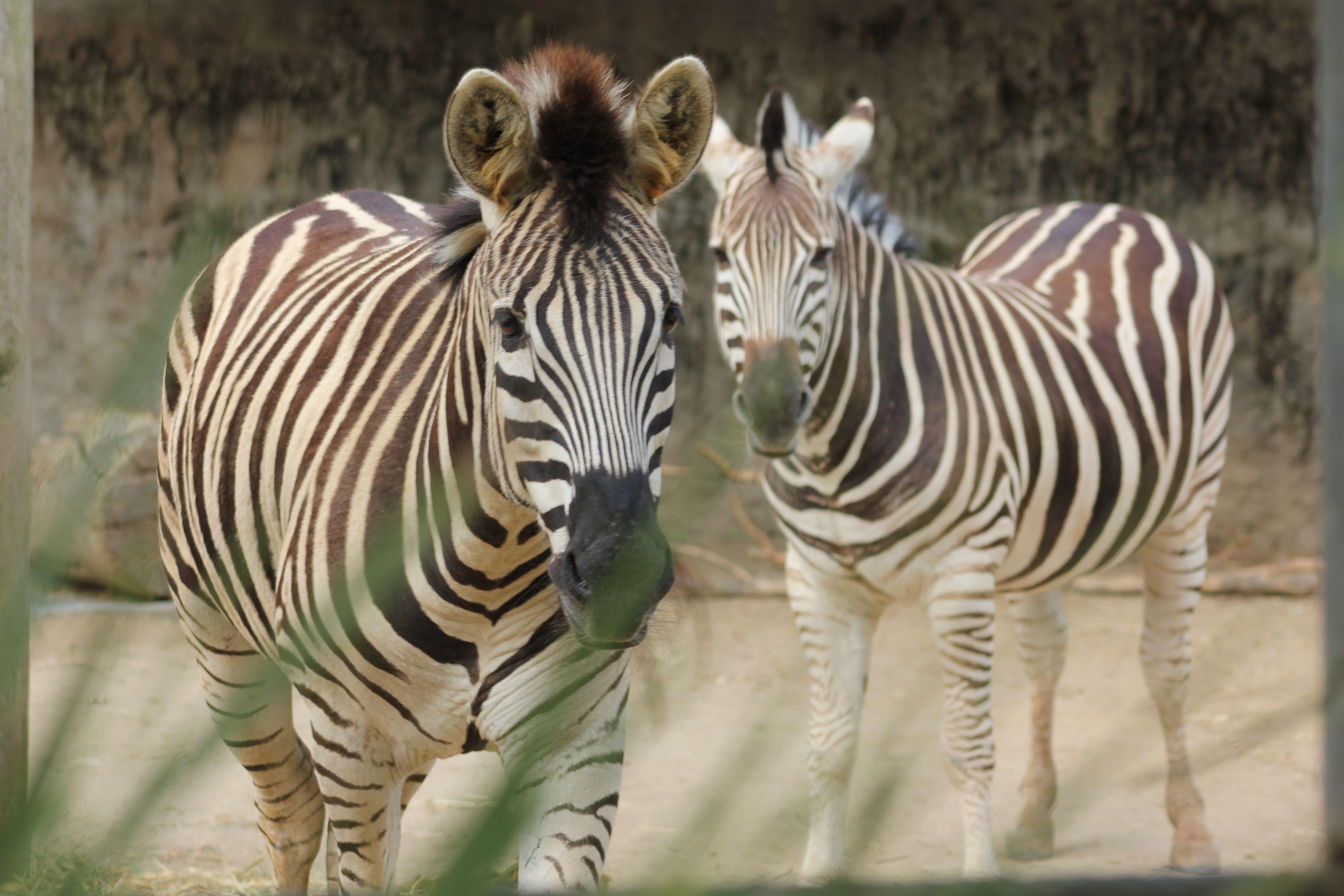 Zebra in Taronga Zoo
