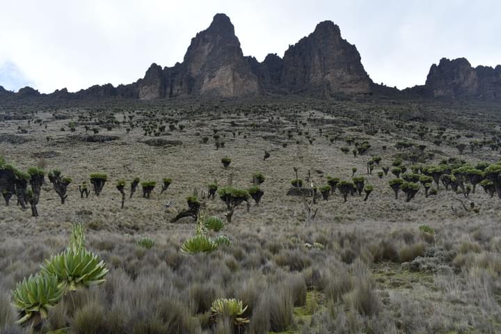 Mt Kenya National Park