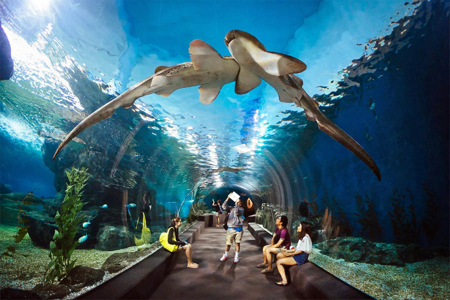 Explore The Underwater World Aquarium and admire the beauty of the marine life