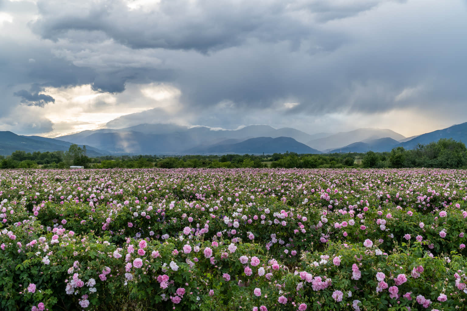Red Rose Valley, <em>Cappadocia</em>
