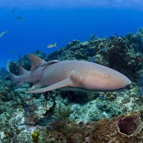 Nurse shark