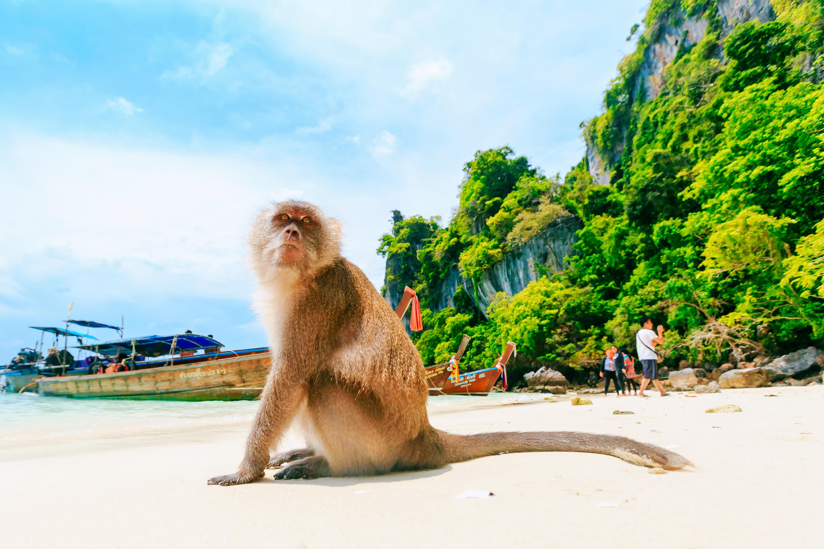 Monkey Beach Overview