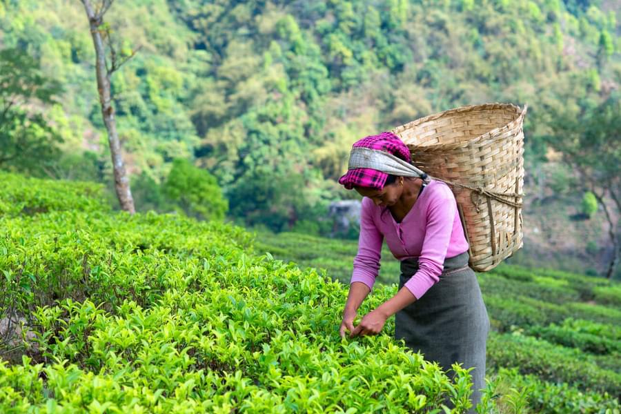 Darjeeling Half Day Sightseeing Tour Image