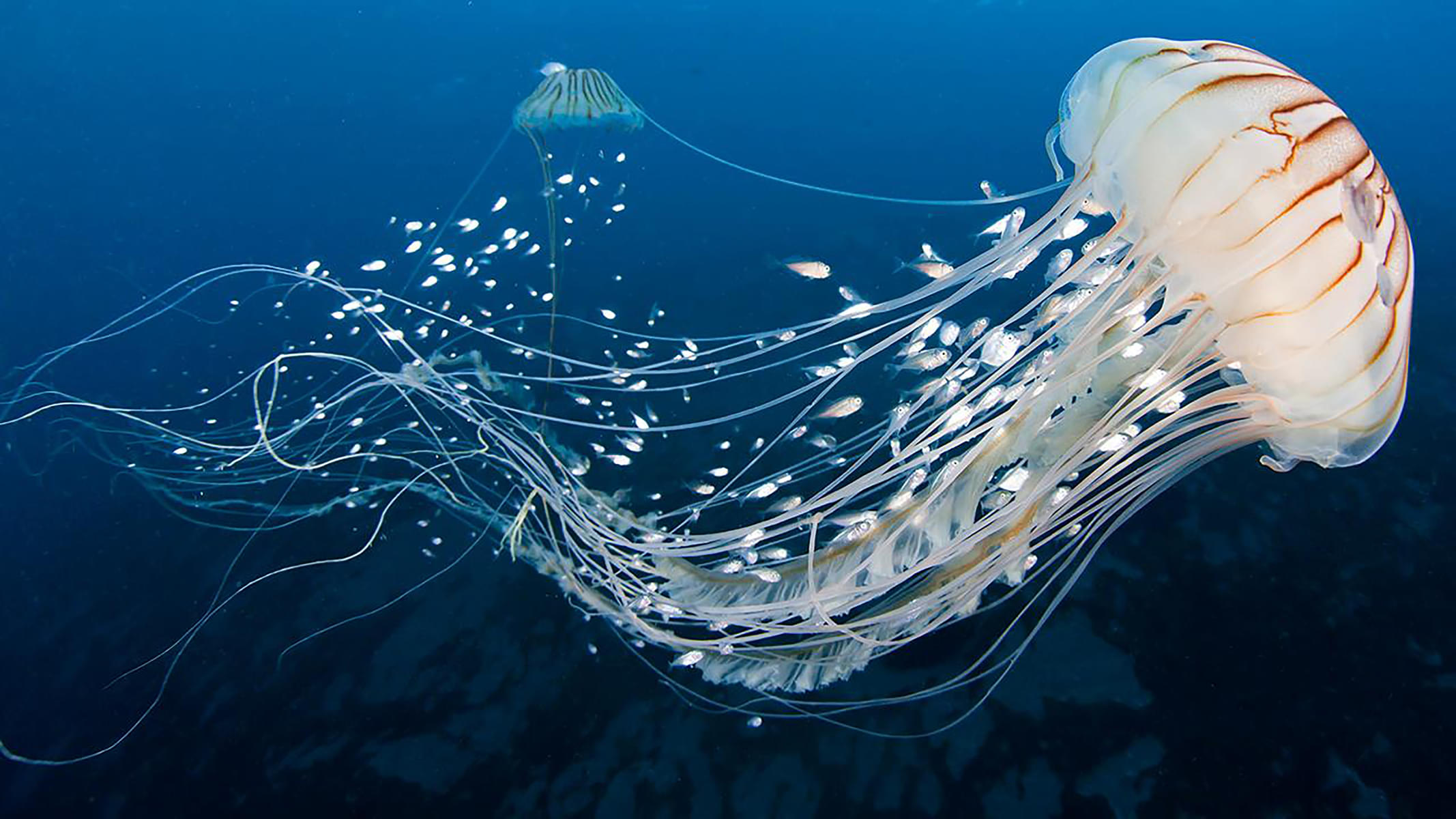 Get amazed by watching jellyfishes in the underwater aquarium