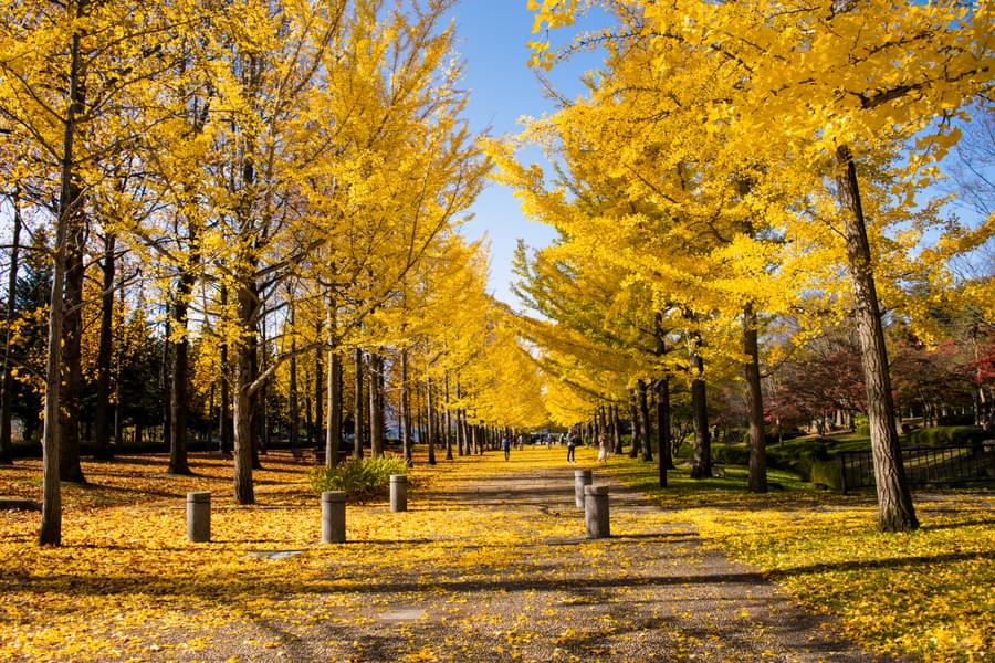 Family Getaway to Kashmir | FREE Dal Lake Ride Image