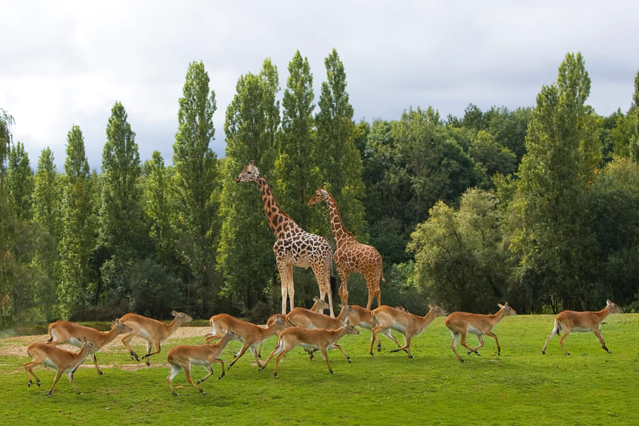 Observe the giraffes, deers, and other animals in their natural habitat