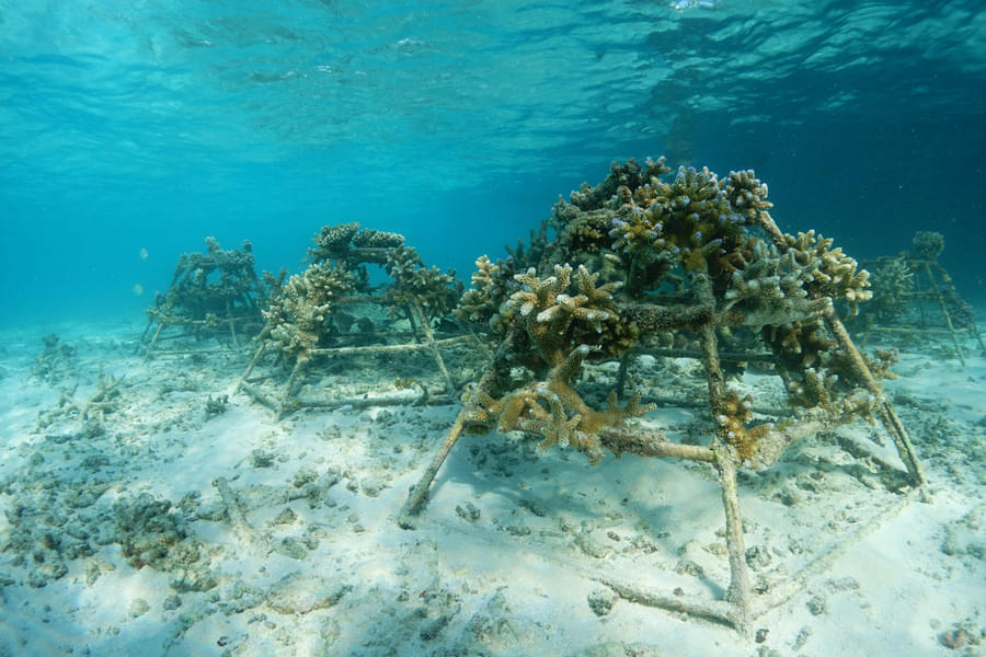 An Insight Into Marine Conservation, Maldives Image