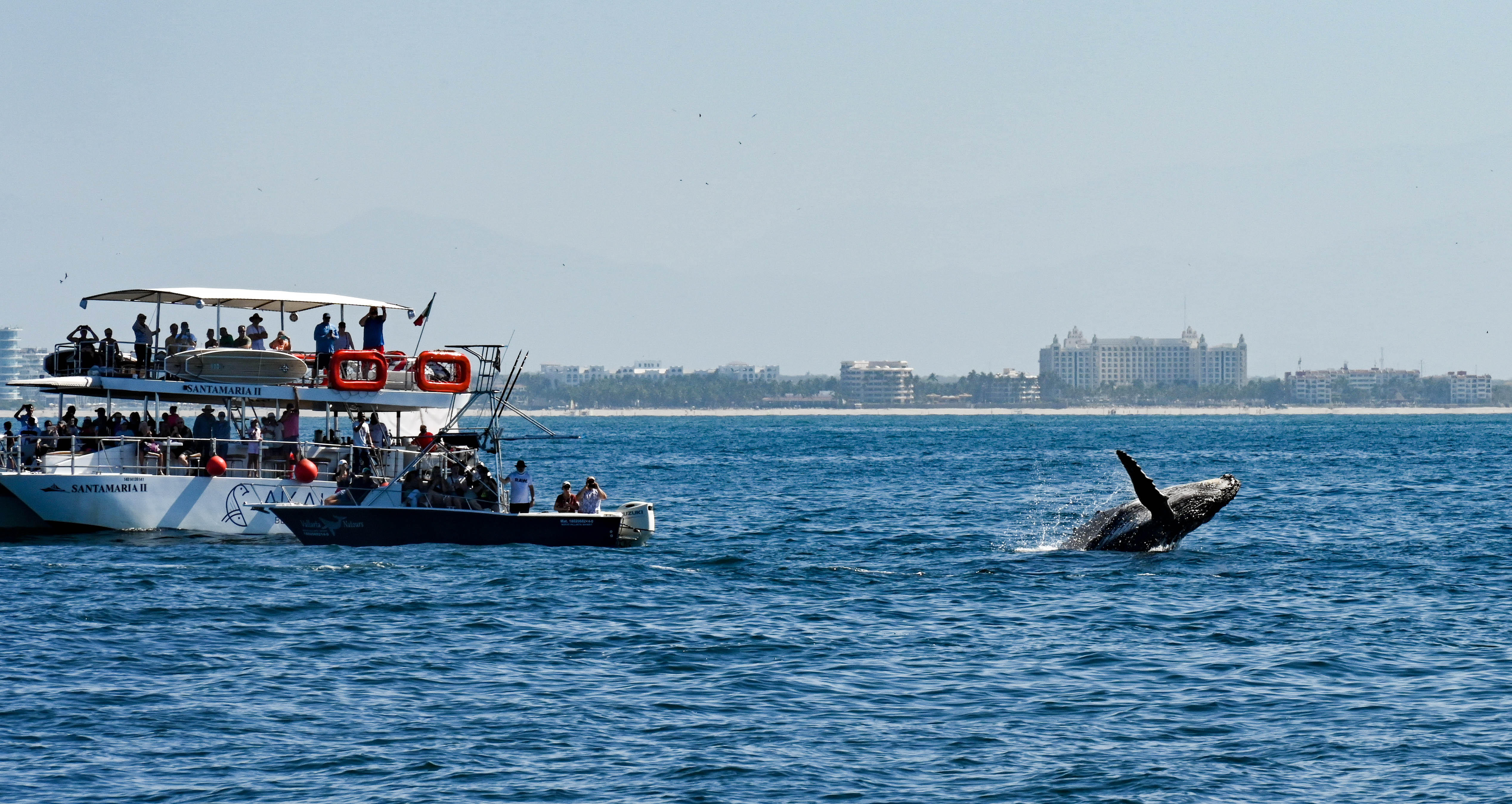 Mirissa Whale Watching