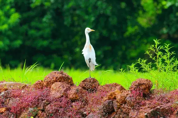 Madayipara, <em>Kannur</em>