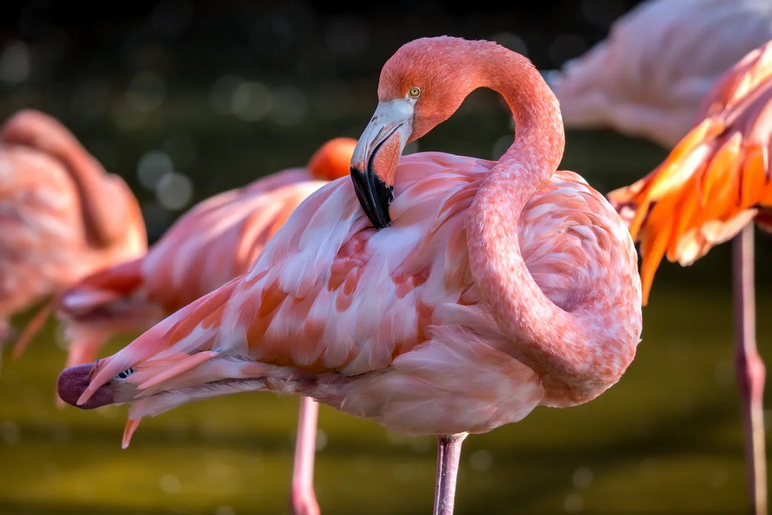 Aviary