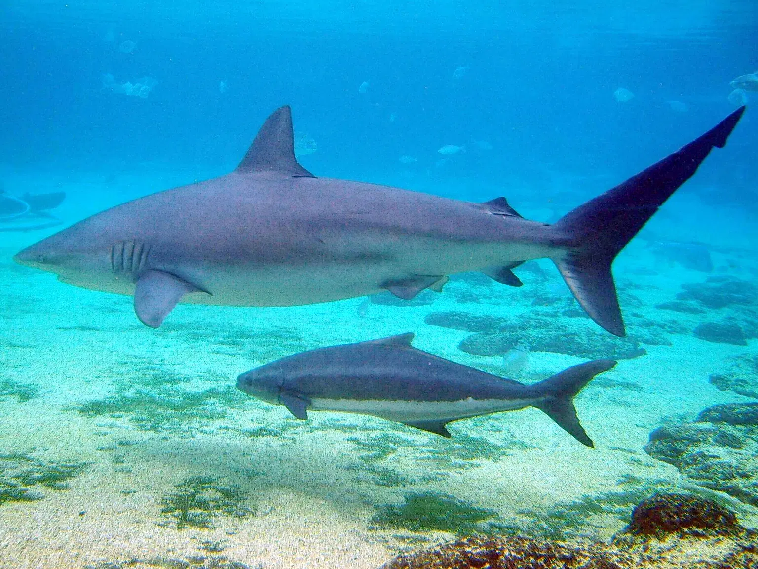 Shark Bay