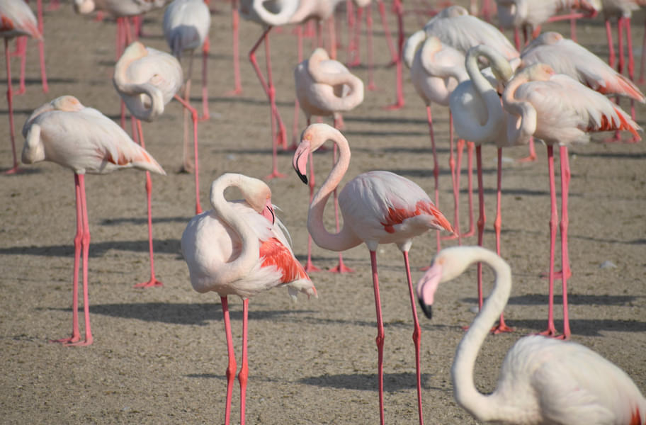 Flamingo Park