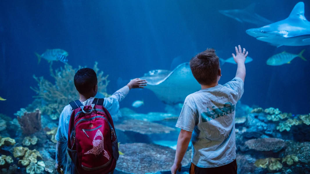 Your kids will love watching incredible marine creatures 