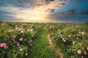 Snozm9mb3ojfqtrzarhrkn51bwb2 kazanlak min