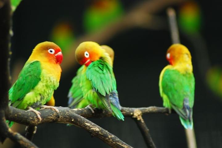 Bird Aviary.jpg