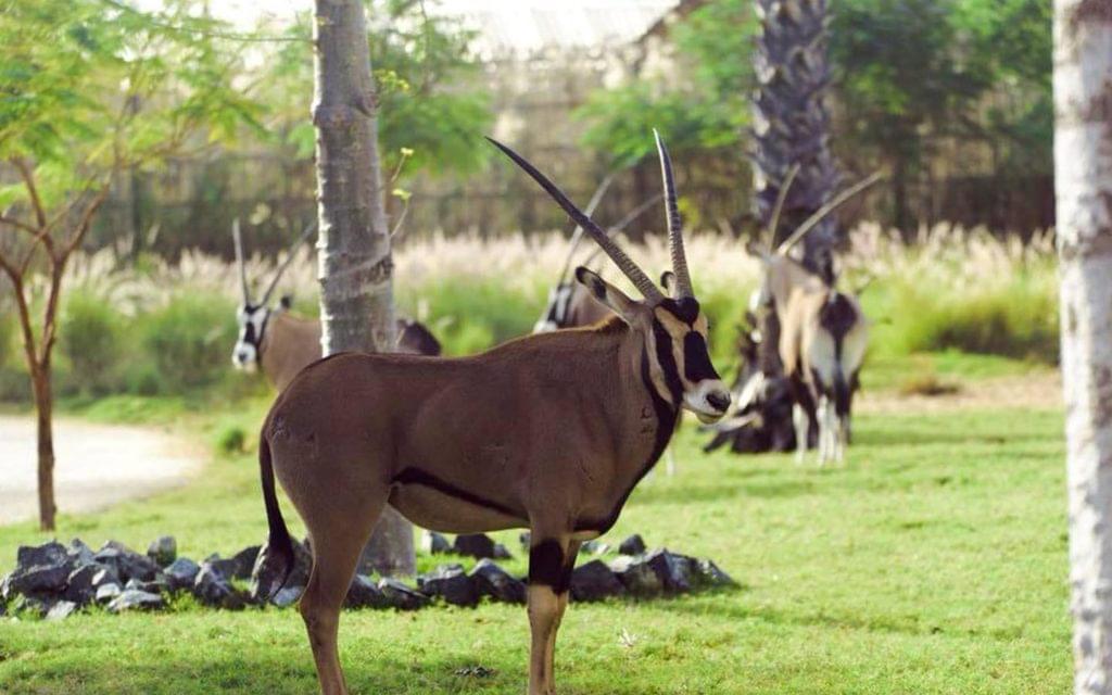 Admire the Arabian Oryx at Arabian Village