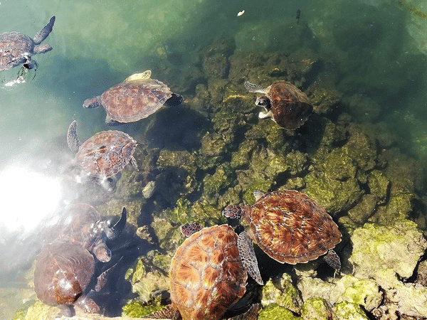 Mnarani Marine Turtles Conservation Pond