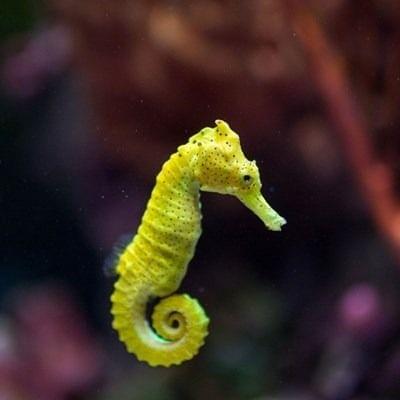 seahorse.jpg