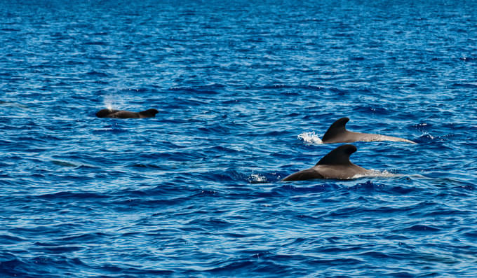 Pilot Whale.jpg